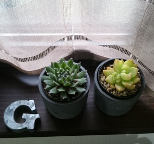 多肉植物2